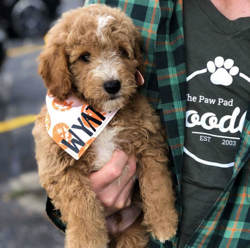 Jack O'lantern Bandana