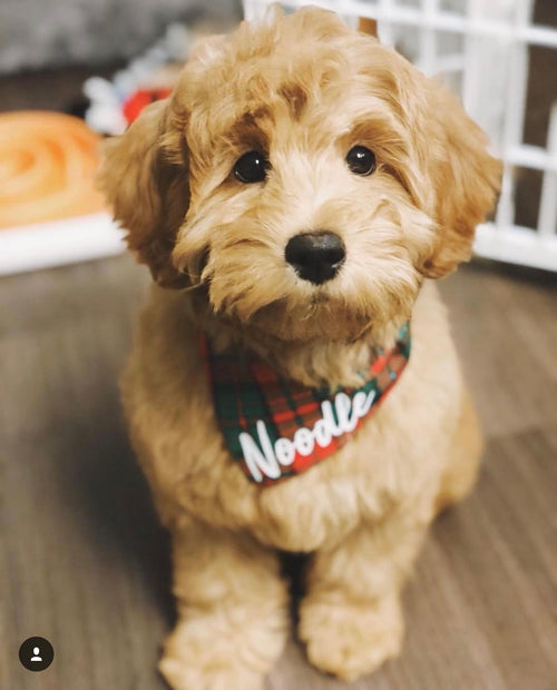 Christmas Plaid Bandana