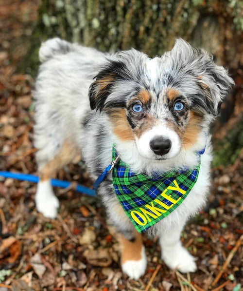 Green, Yellow, and Blue Plaid Bandana