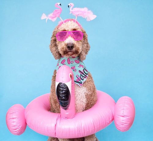 Flamingo Floats Bandana