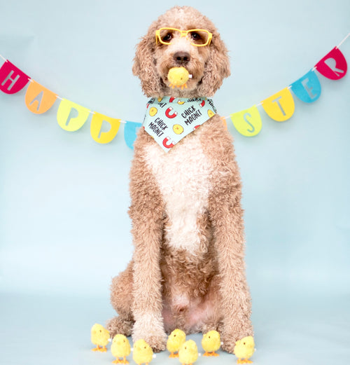 Chick Magnet Bandana (No Personalization)