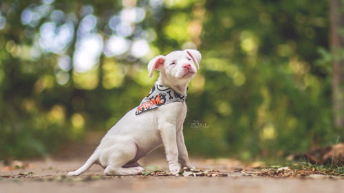 Skulls Bandana