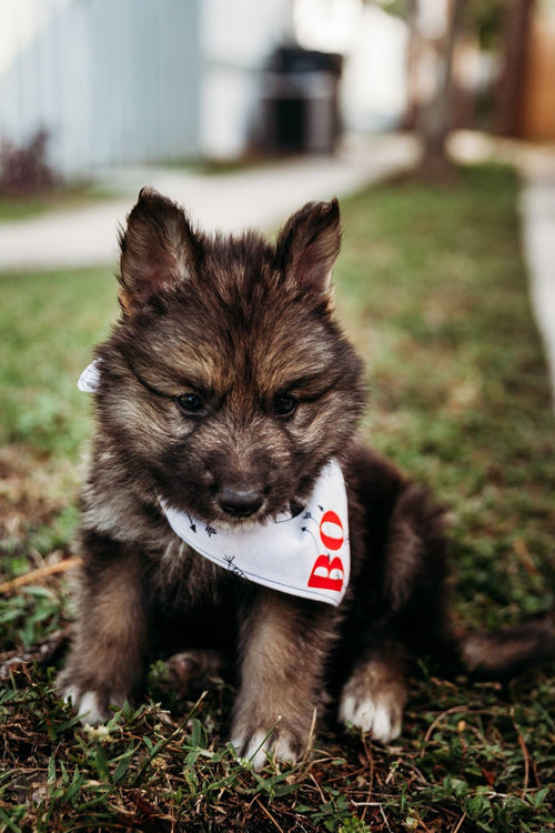 Intents Puppy Bandana
