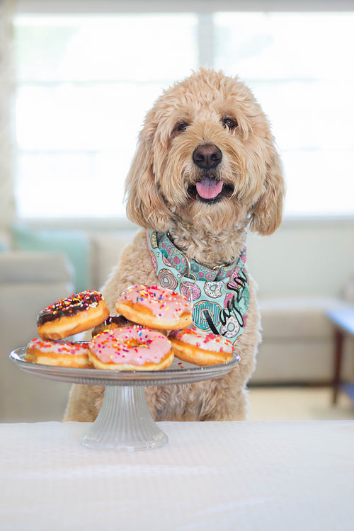Donuts Galore Bandana