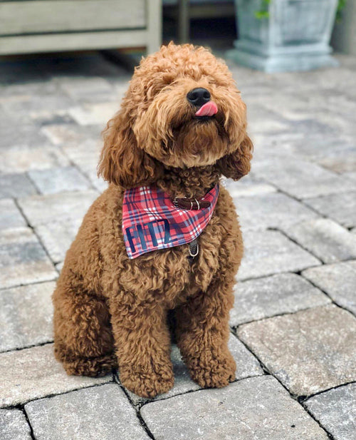 American Plaid Bandana