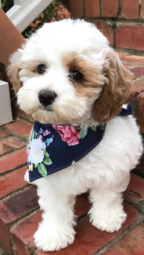 Navy Bright Rose Bandana (Gold Metallic Font)