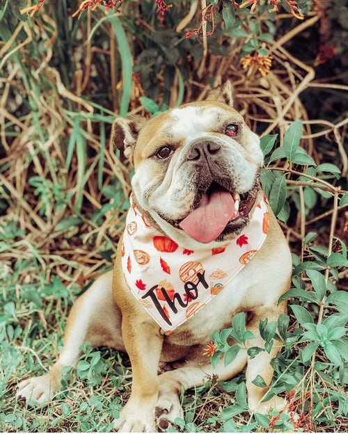 Pumpkin Everything Bandana | Pumpkin Spice | Pupkin Spice