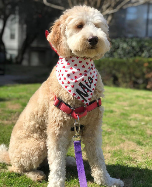 Cupid Hearts Bandana