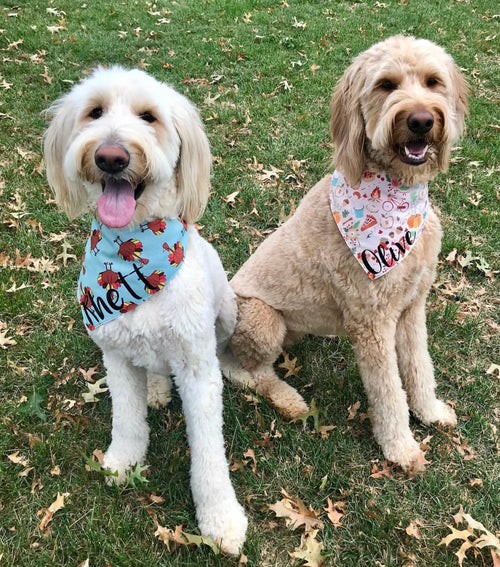 Pumpkin Spice and Everything Nice Bandana